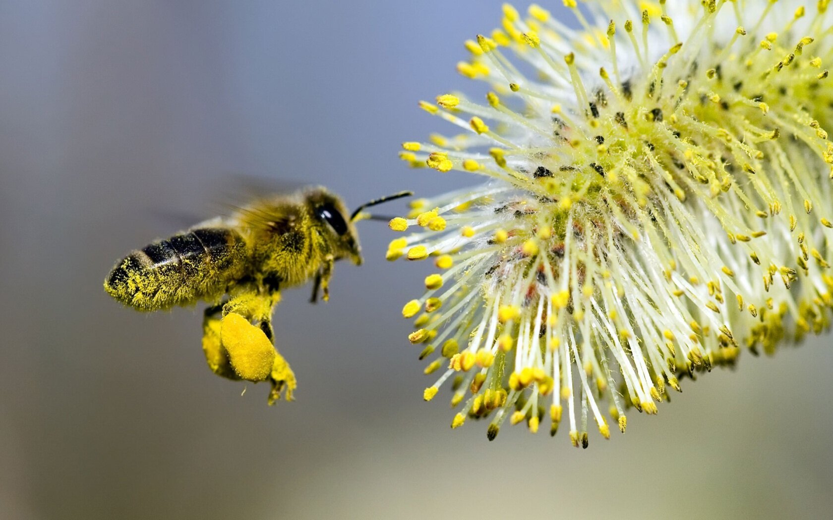 Пчелиная пыльца - польза и вред для человека