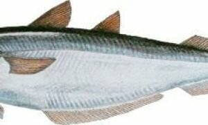 Путассу: польза и вред морской рыбки