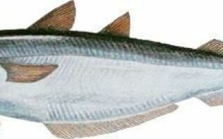 Путассу: польза и вред морской рыбки