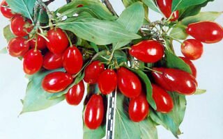 Кизил; польза и вред применения ягод