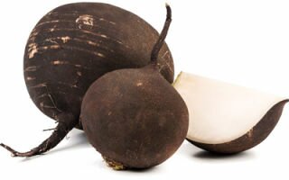 Уникальная черная редька: польза и вред популярного овоща