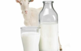 Настоящее козье молоко – польза и вред, преимущества перед коровьим