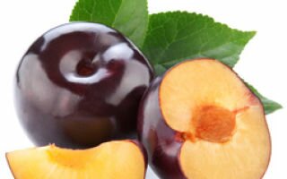 Полезные для организма фрукты — сливы: польза и вред