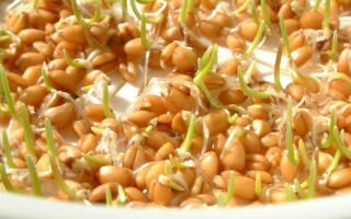 Пророщенная пшеница: польза и вред уникального растения