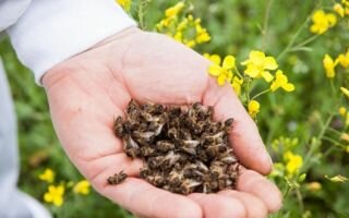 Пчелиный подмор — польза и вред уникального продукта пчеловодства