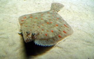 Плоская рыба морских глубин — камбала: её польза и вред