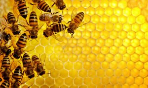 Мед пчелиный — польза и вред для человека