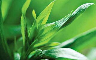 Тархун — польза и вред ароматной травы