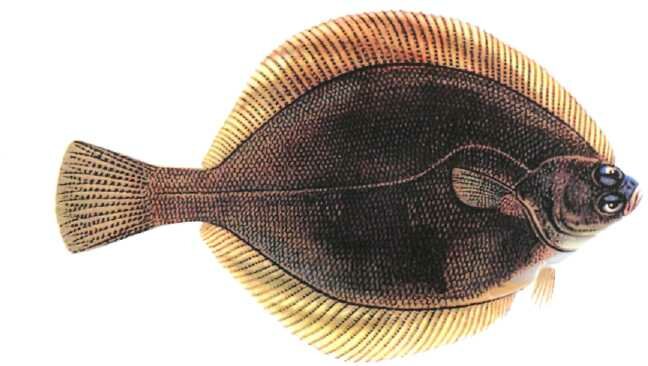Плоская рыба морских глубин - камбала: её польза и вред