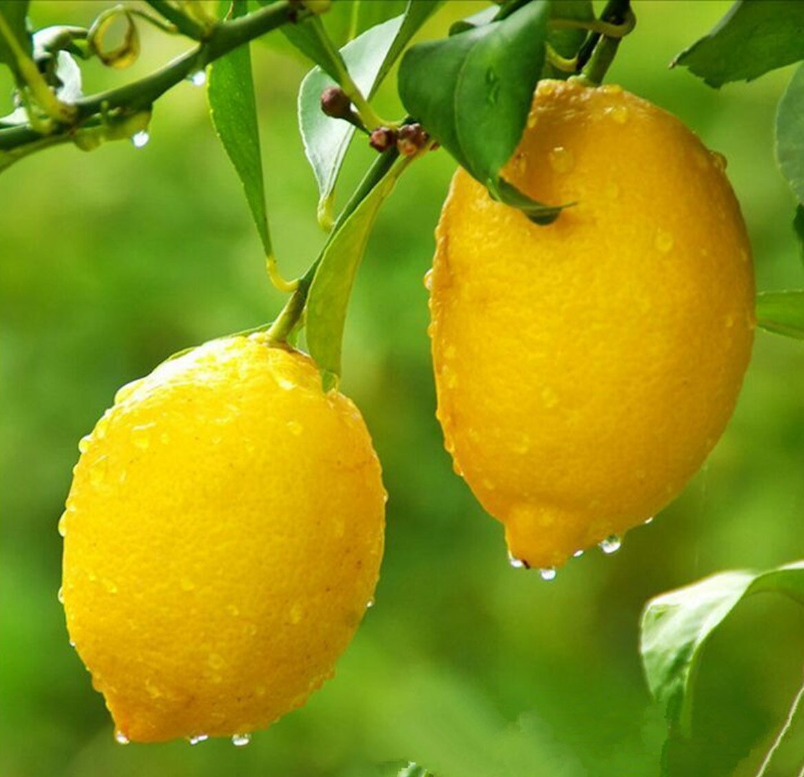 Лимон - польза и вред популярного цитруса